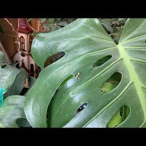 Meet your Posher, Natalie